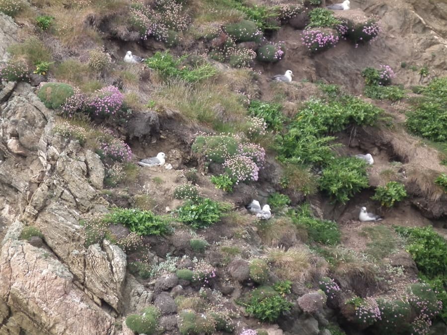 Erris Head